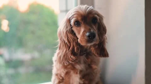 A dog sits by a window looking outside and changing its focus between the Stock Footage 338447637