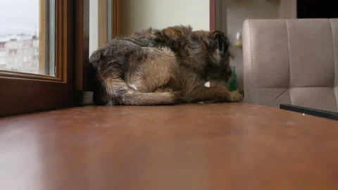 Dog sits on a  windowsill Stock Footage 239160862