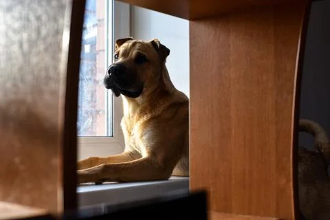 Dog sits on the windowsill Stock Photos