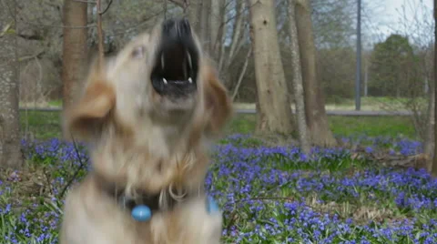 Dog is sitting and barking Stock Footage 50503311