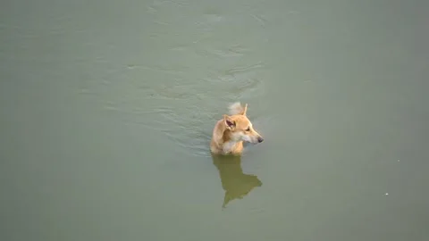 Dog sitting and drinking water in the low water of the river Stock Footage 217533016