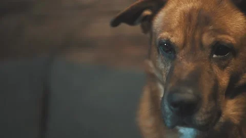 Dog sitting and looking down sad face closeup Stock Footage 137913221