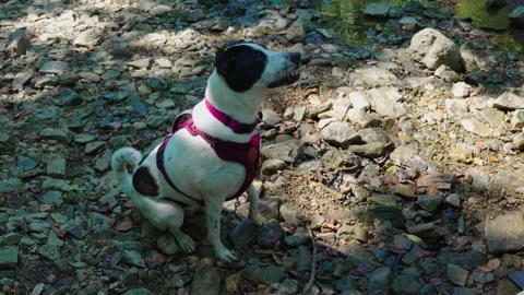 Dog sitting and looking up Stock Footage 249813542