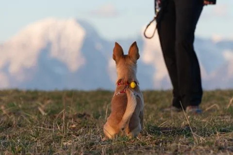 Dog sitting and waiting for command from its owner with mountains in backgrou Stock Photos