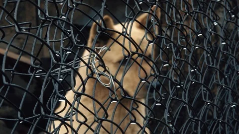 The dog is sitting in the aviary Stock-Footage 105955960