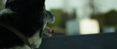 Dog sitting on the backside while travelling in the car Stock Footage 69201868