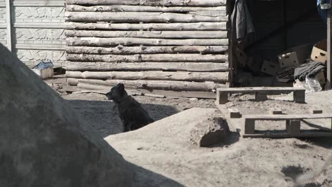 The dog is sitting by the barn. Stock Footage 133251878