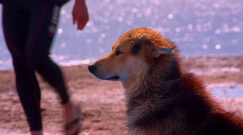 Dog sitting on a beach and enjoying the cool wind Stock Footage 51163553