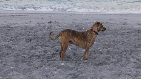 Dog sitting on beach Stock Footage 105746184