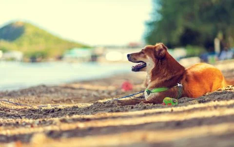 The dog sitting on the beach. Stock Photos