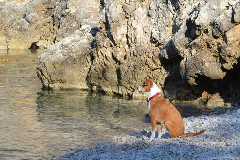 Dog sitting on the beach Stock Photos