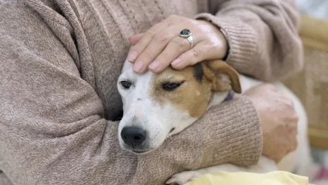A dog sitting on a bed 库存影片 157863347