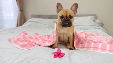 Dog sitting on bed under pink towel looking to camera, then turn head Stock Footage 313331113