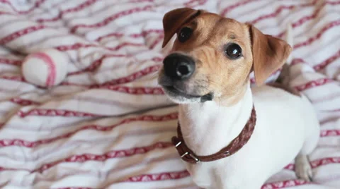 Dog sitting on the bed watching Video stock 61862434