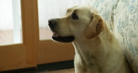 Dog sitting in a bedroom. Stock-Footage 88373384