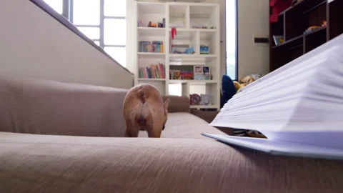 Dog sitting behind sofa armrest with open book, turn and go away Stock Footage 310528958