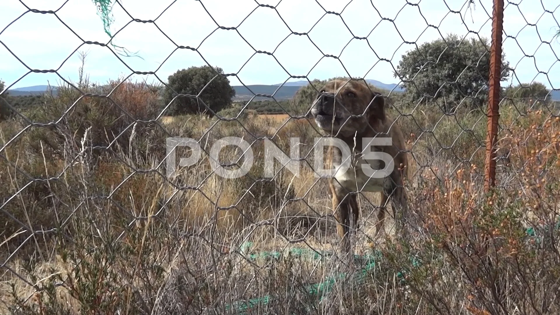 woven wire dog fence