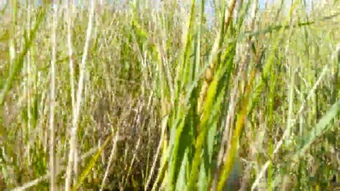 Dog sitting between high grass, 4k clip Stock Footage 69096229