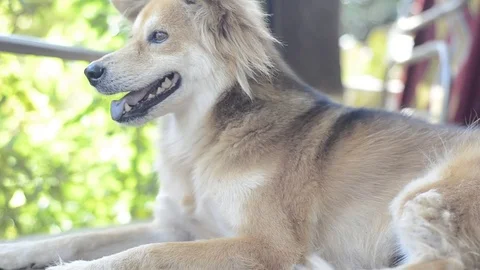 The dog sitting with bokeh. Stock-Footage 82236996