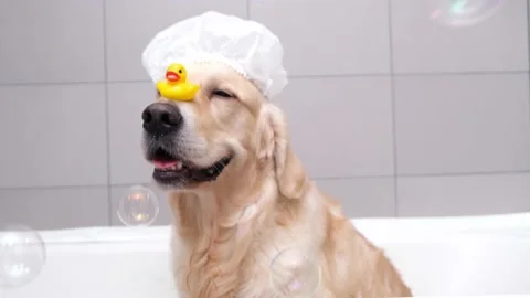The dog is sitting in a bubble bath with yellow duckling and soap bubbles. Stock Footage 166044980
