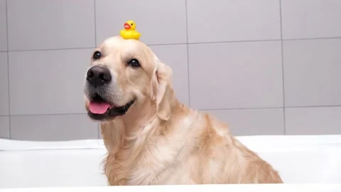 The dog is sitting in a bubble bath with a yellow duckling and soap bubbles. Stock Footage 166045544