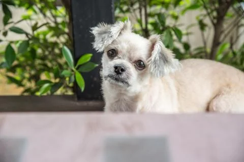 Dog sitting in cafe looking at something Stock-Fotos