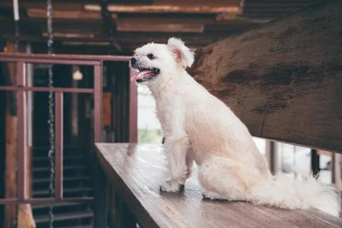 Dog sitting in cafe looking at something Stock Photos