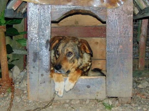 A dog is sitting in a cage Stock-Fotos