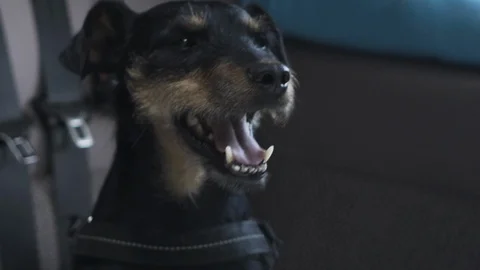 Dog sitting in the campervan Stock Footage 116183967