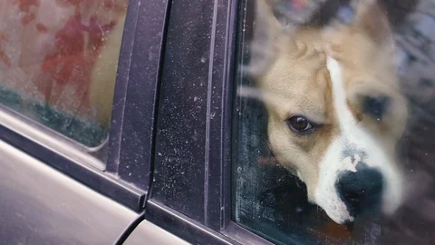 The dog is sitting in the car. Stock Footage 123901588