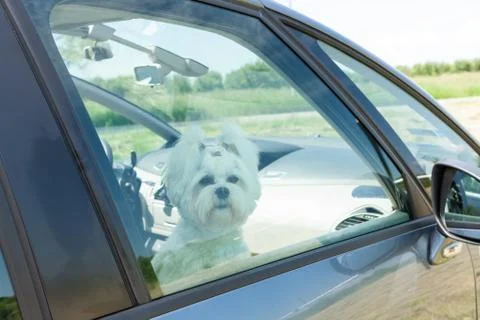 Dog sitting in a car Stock Photos