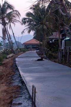 Dog sitting on a cement path under construction in Don Det, 4000 islands, Lao Stock Photos