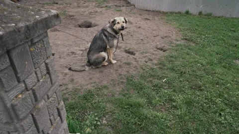 The dog is sitting on a chain Stock Footage 258644711