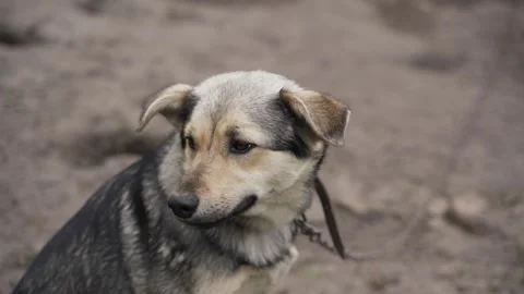 The dog is sitting on a chain Видео 259814924