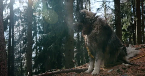 A dog sitting in a cold forest Stock Footage 149487155
