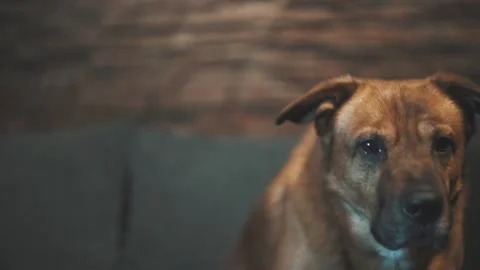 Dog sitting on a couch and looking straight into the camera then looking down Stock Footage 137912833