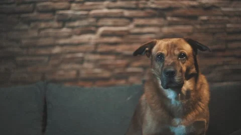 Dog sitting on a couch and looking straight into the camera then to the side Stock Footage 137913738