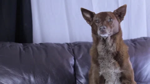 Dog sitting on couch Vidéo 51551087