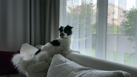 A dog is sitting on the couch. Stock Footage 282543567