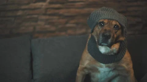Dog sitting on a couch looking to the camera wearing a beanie tilting his head Stock Footage 137912891