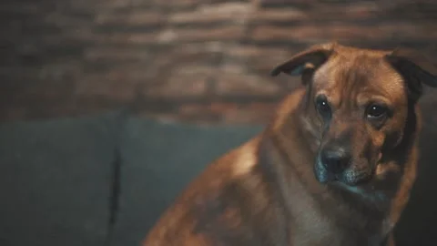Dog sitting on a couch looking to the side Stock Footage 137912776