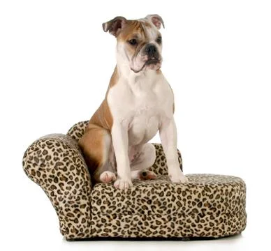 Dog sitting on couch Stock Photos