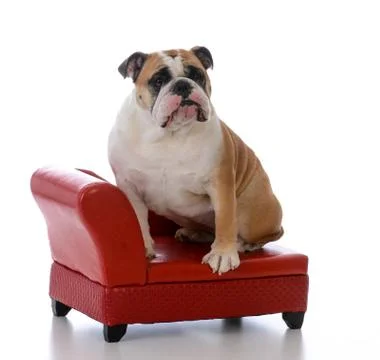 Dog sitting on a couch Stock Photos