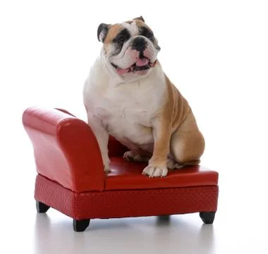 Dog sitting on a couch Stock Photos