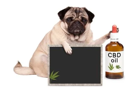 Dog sitting down with bottle of CBD oil Stock Photos