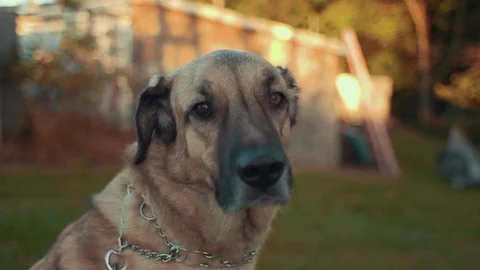 Dog Sitting During Sunset (Dolly Left) Stock Footage 81529908