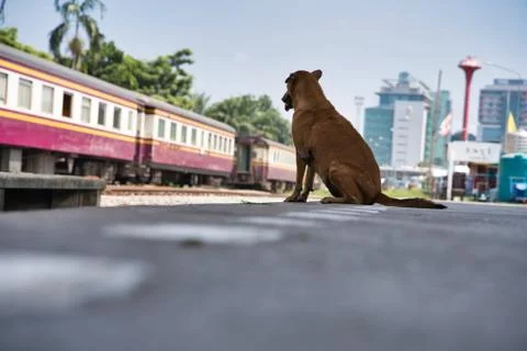 Dog sitting on the edge of the platform on a train station Stock Photos