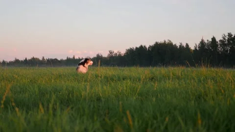 The dog is sitting in a field in the grass and watching the sunset. Green grass Stock Footage 204984553