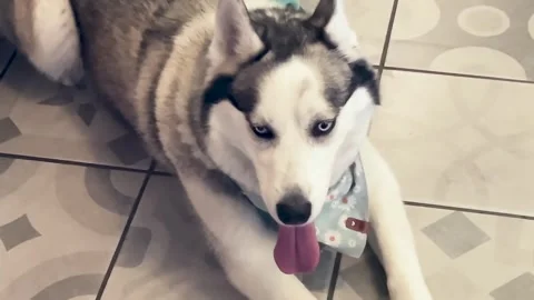 A Dog Sitting on the Floor Stock Footage 289239846