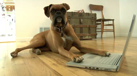 Dog sitting on floor with laptop computer Stock Footage 32706959